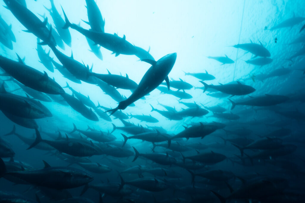 Are Bluefin Tuna Endangered