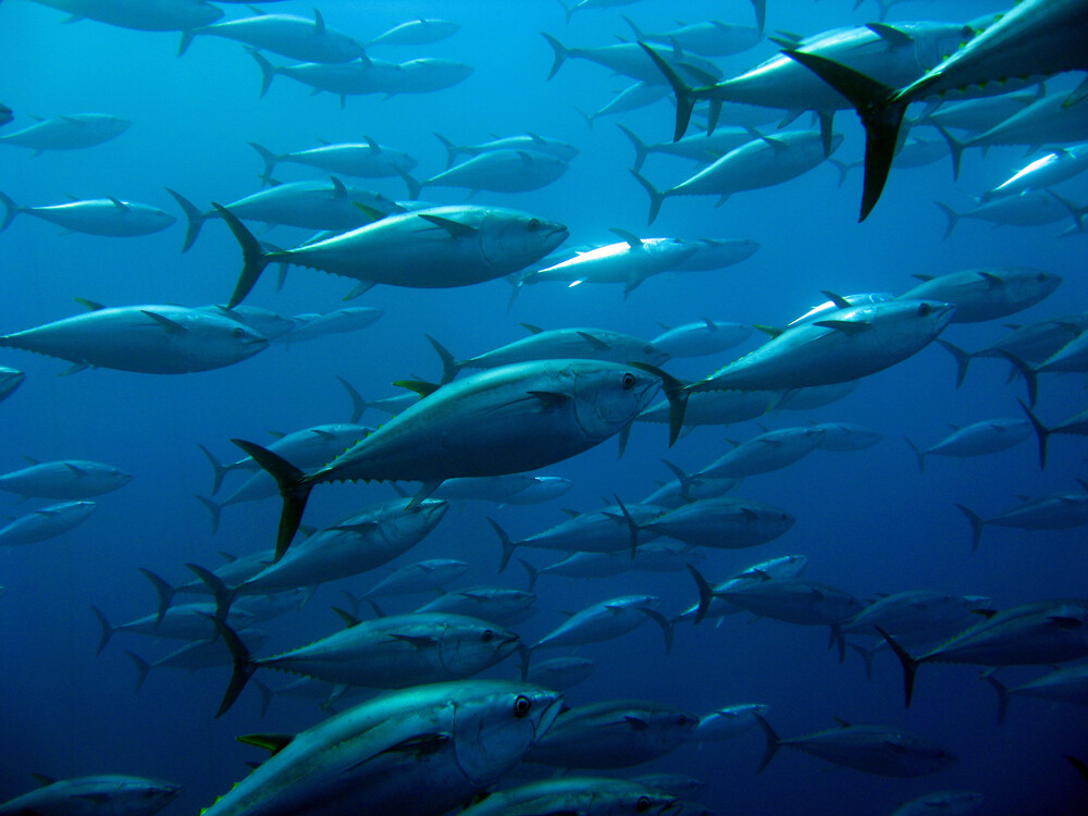 Bluefin tuna quotas