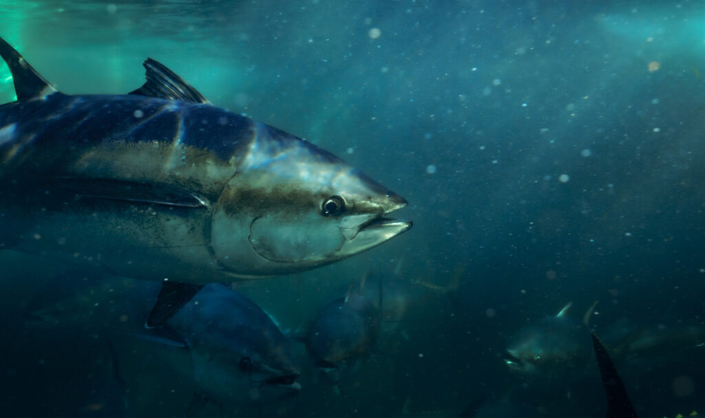 What do Bluefin Tuna Eat