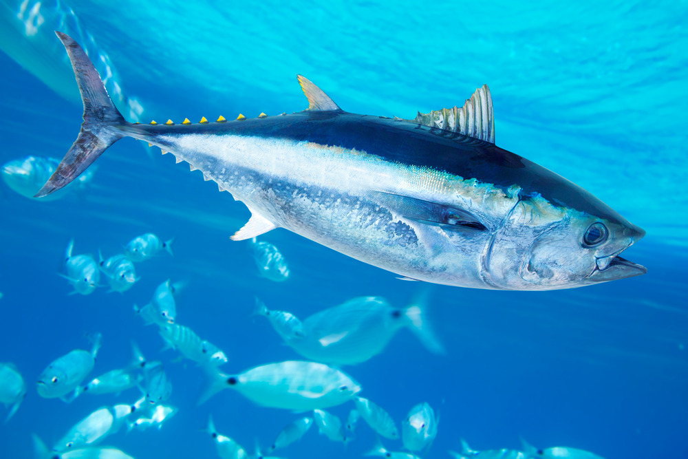 What Do Bluefin Tuna Eat?