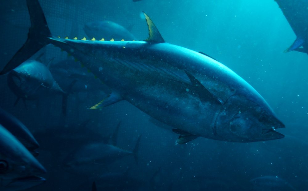 Bluefin Tuna Anatomy