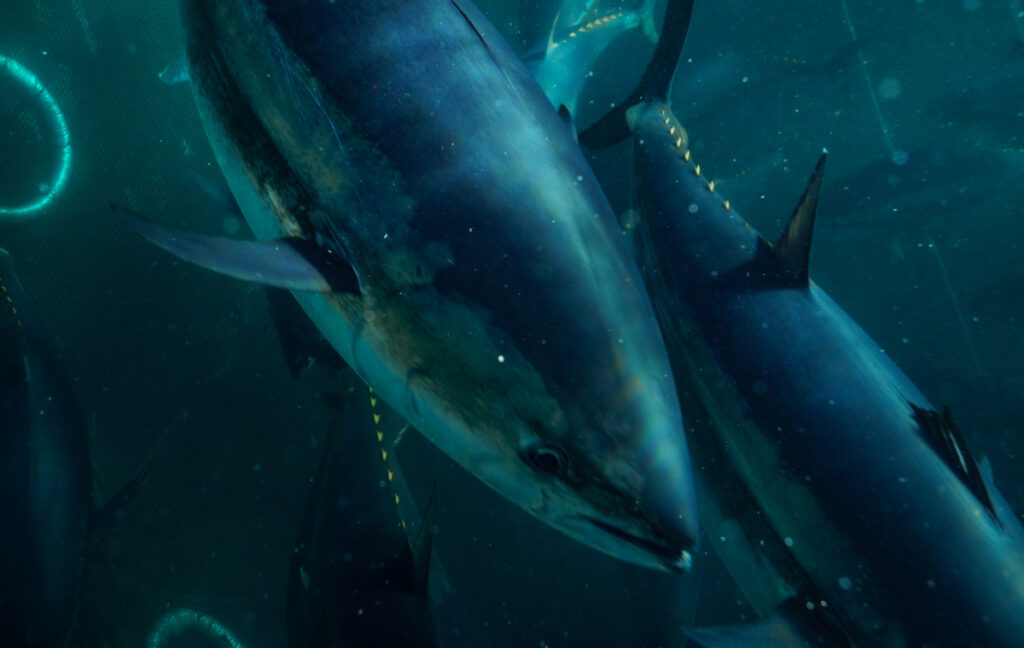Bluefin Tuna vs Other Tuna Species
