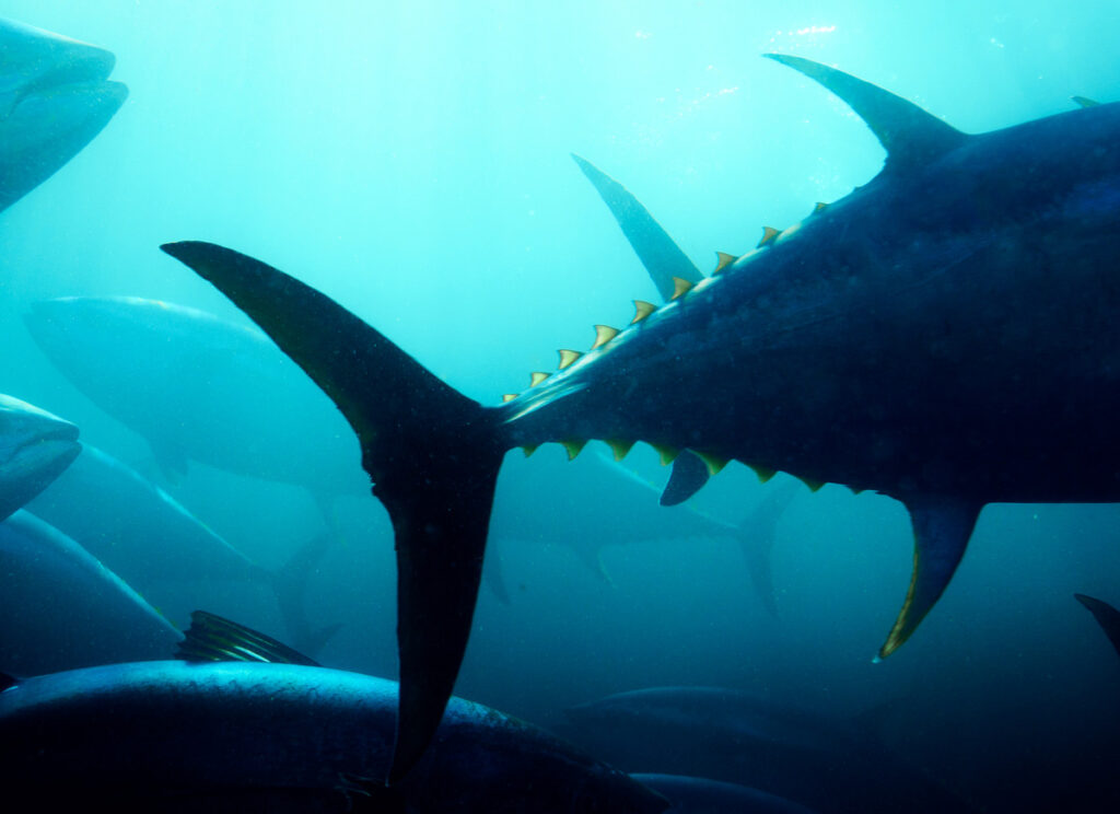 Bluefin vs Bigeye Tuna