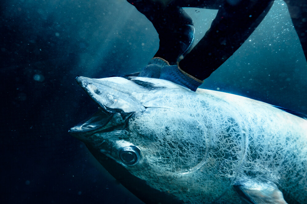 How Big Do Bluefin Tuna Get