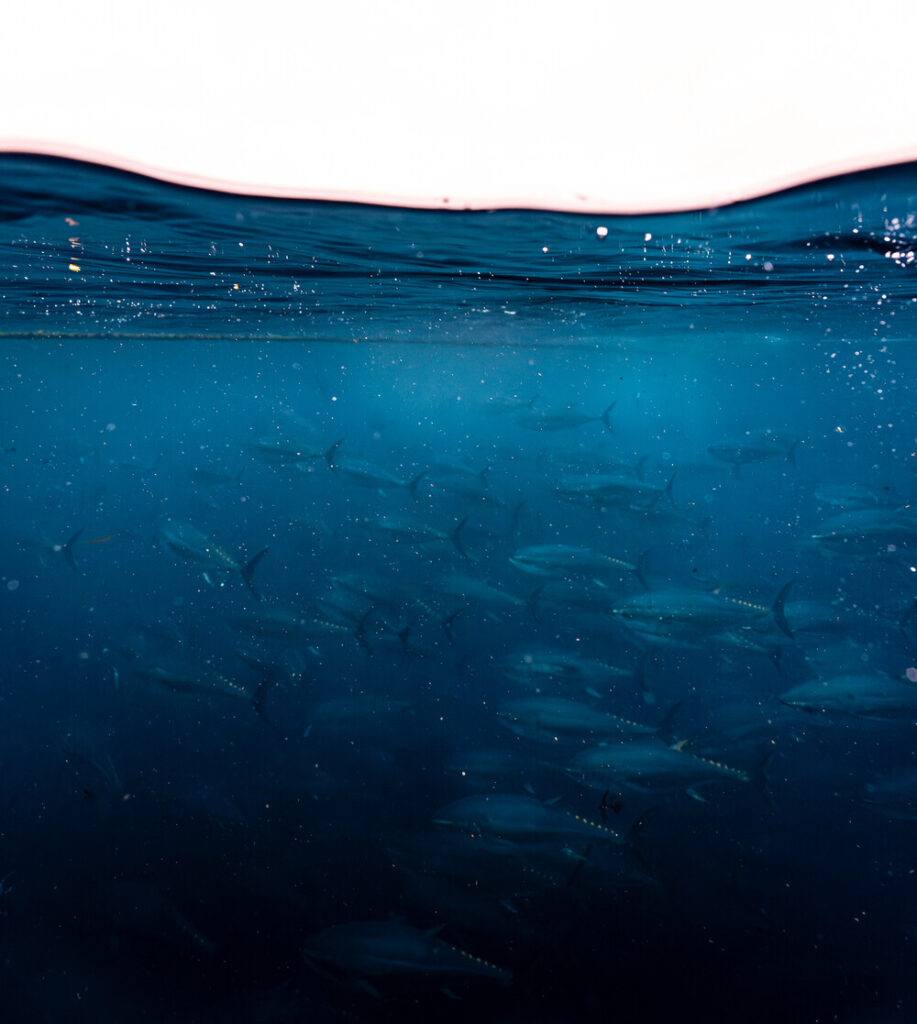 How Fast Can a Bluefin Tuna Swim
