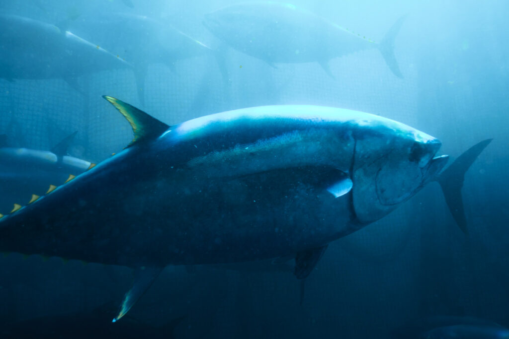 Pacific Bluefin Tuna Cuts Explained