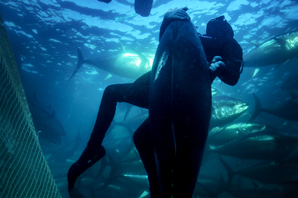 Unregulated and Unreported Bluefin Tuna Fishing