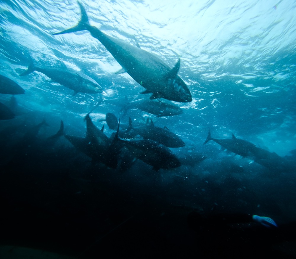 Bluefin vs. Yellowfin Tuna