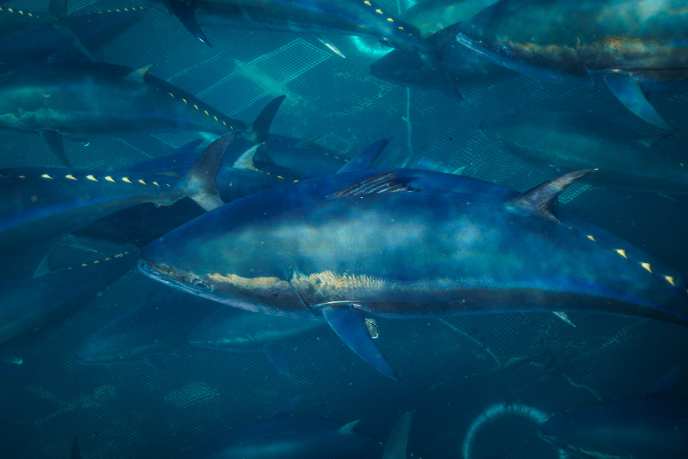 Is Bluefin Tuna Safe to Consume Raw