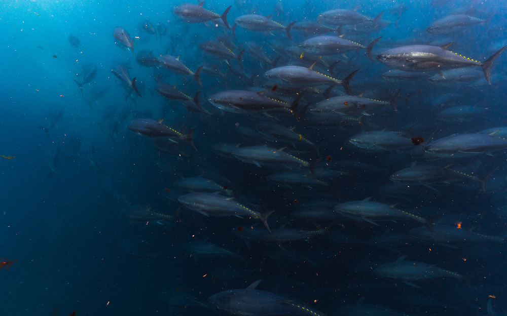 Pacific Bluefin Tuna Migration and Population Mapping