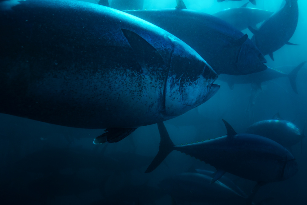 What Is Bluefin Tuna