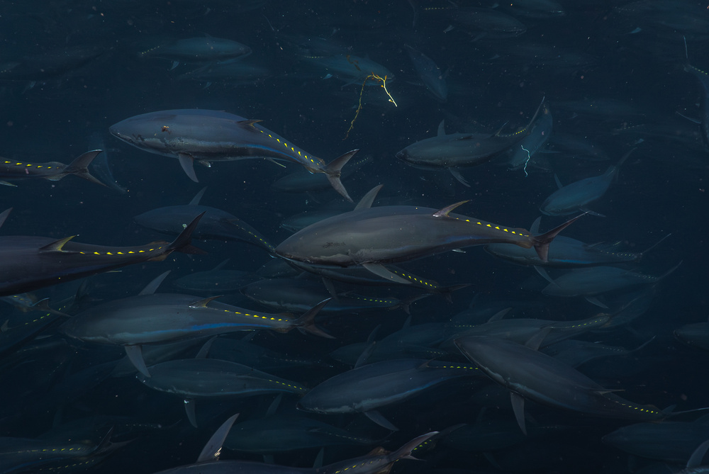 When is Bluefin Tuna Fishing Season
