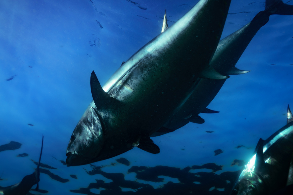 Where Bluefin Tuna Are Caught